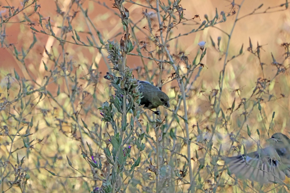 Lesser Goldfinch - ML645942154