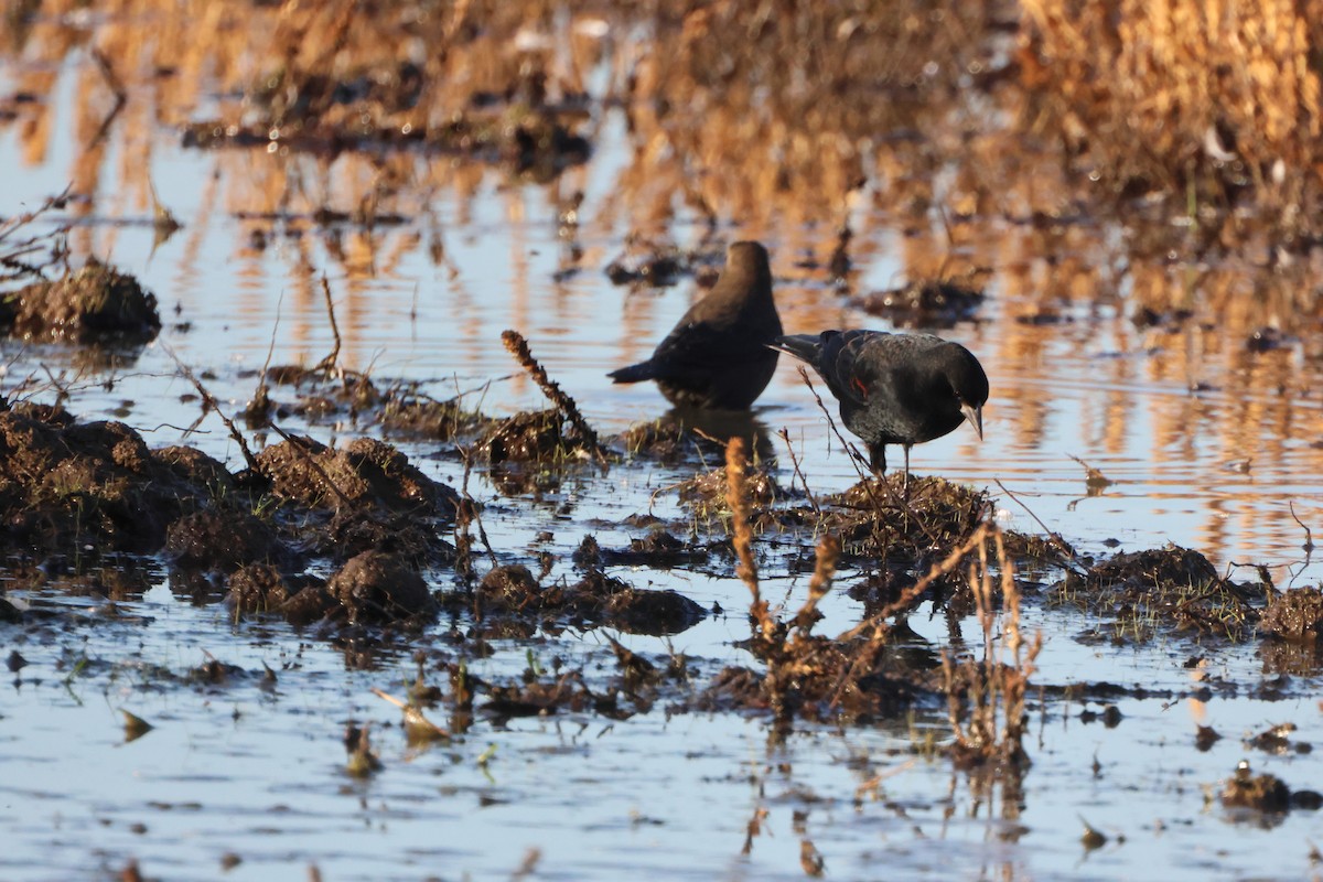 Red-winged Blackbird - ML645942156