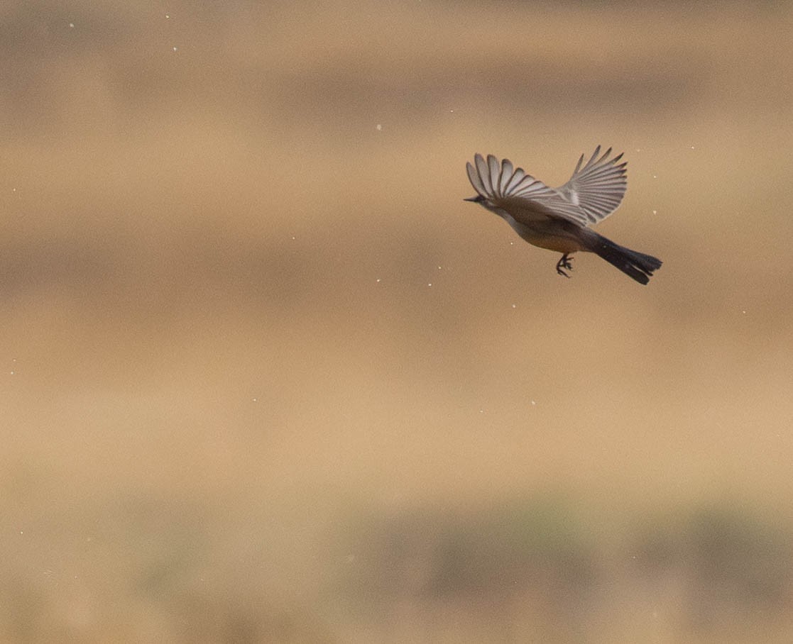 Say's Phoebe - ML645942163