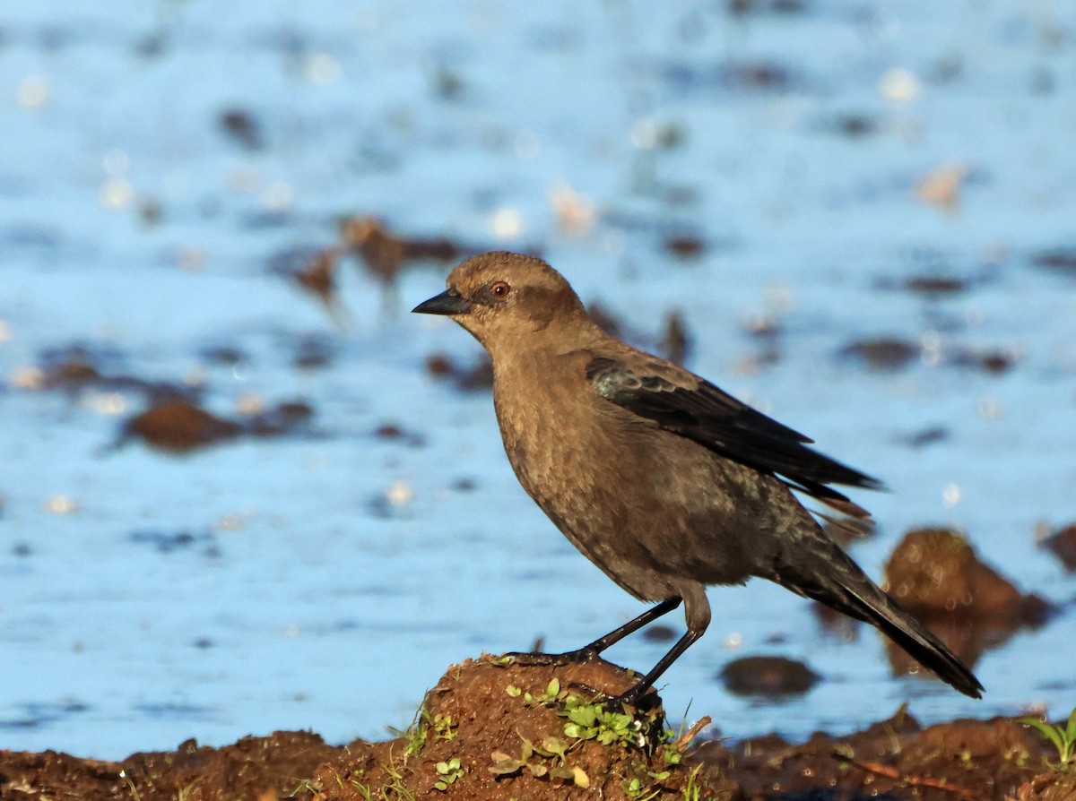 Brewer's Blackbird - ML645942164