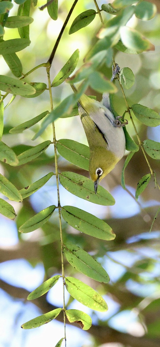 Swinhoe's White-eye - ML645942167