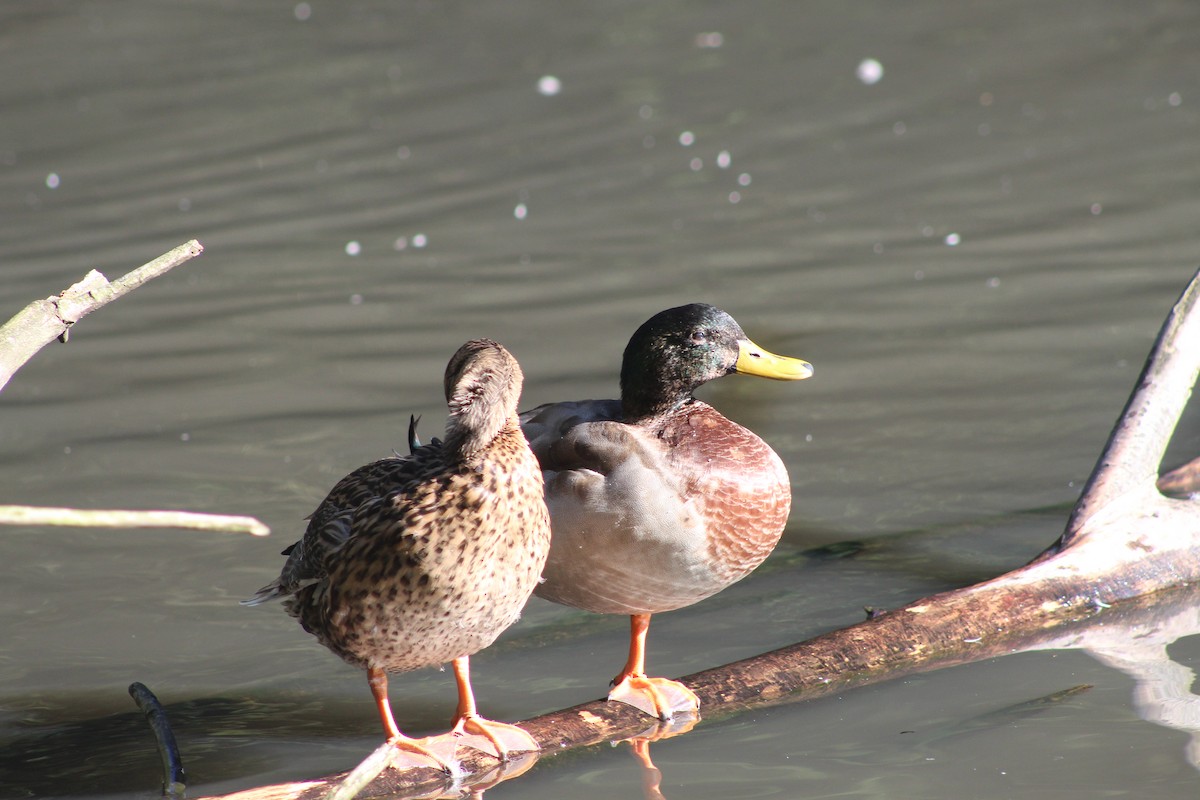 Mallard - ML645942176