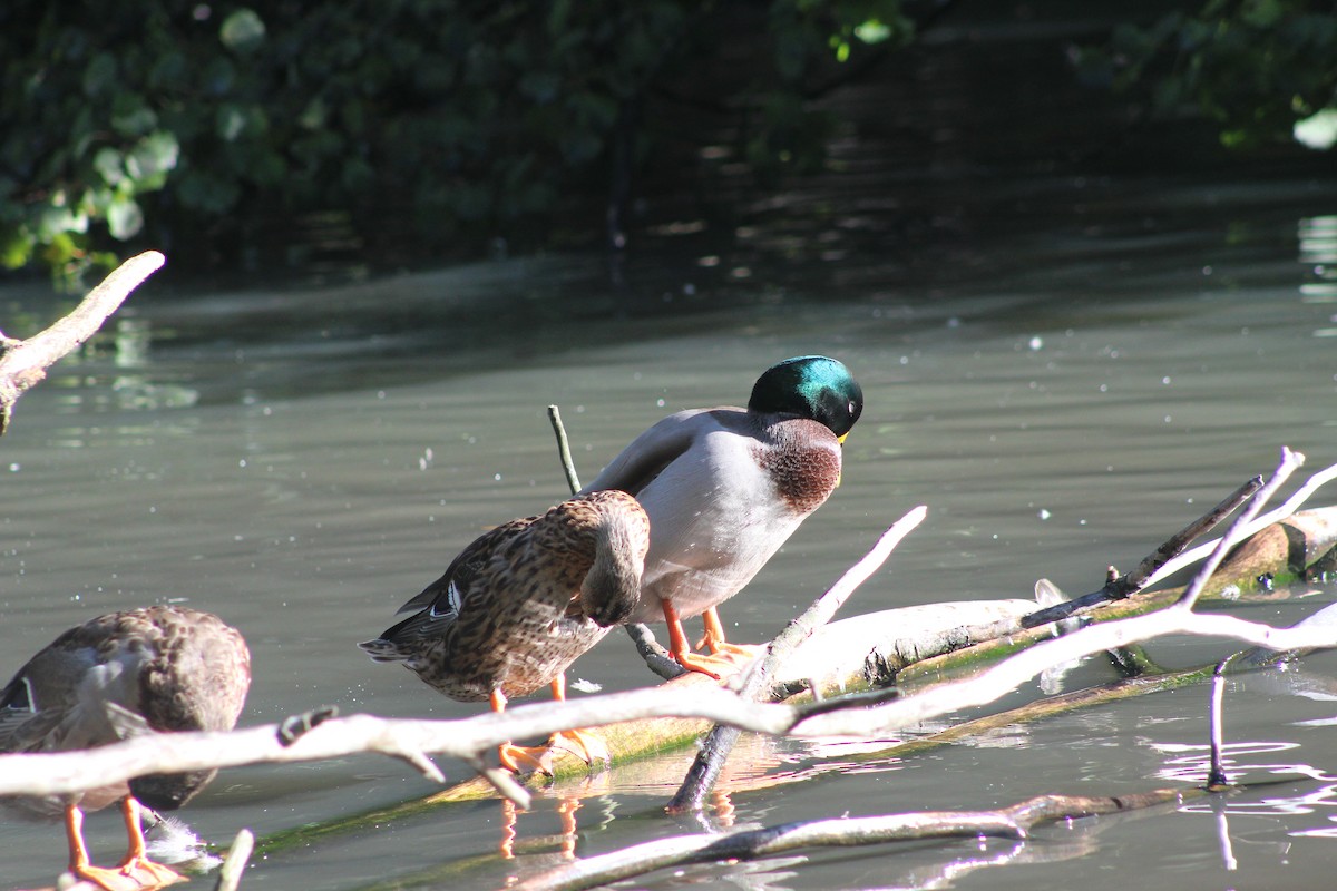 Mallard - ML645942177