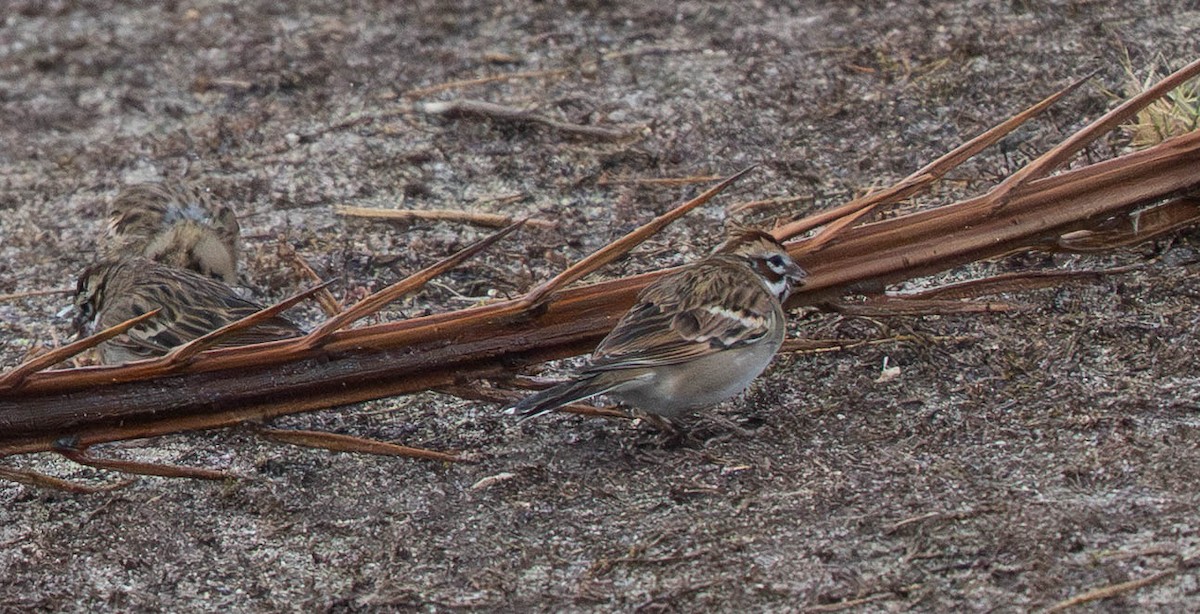 Lark Sparrow - ML645942191