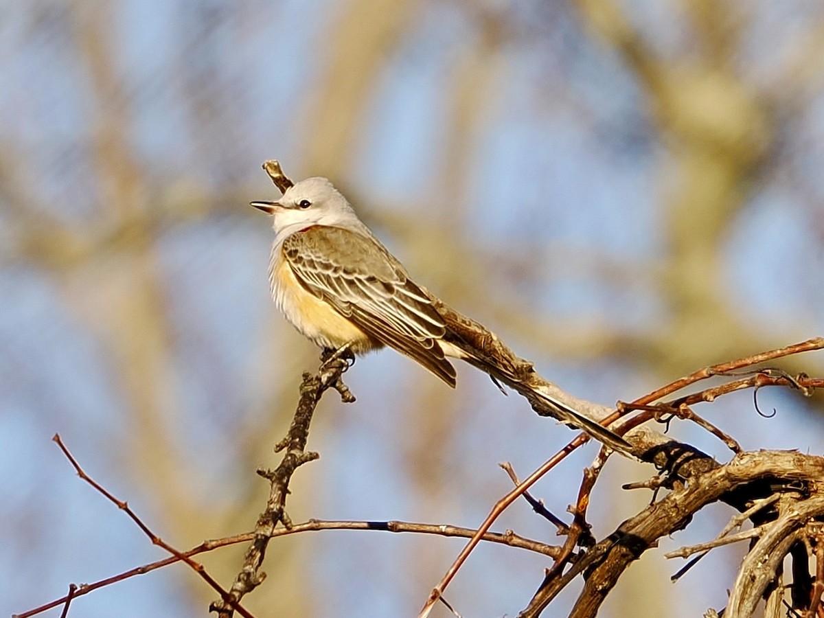 Scissor-tailed Flycatcher - ML645942200