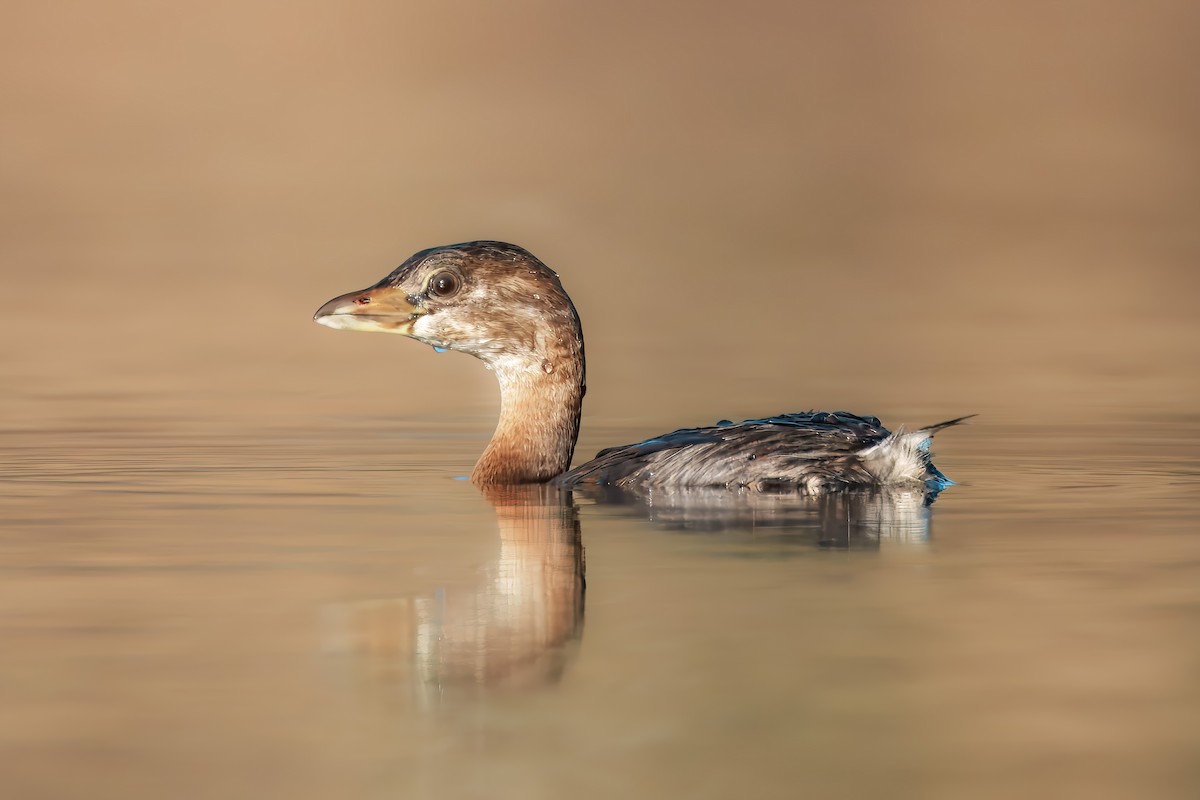 Pied-billed Grebe - ML645942208