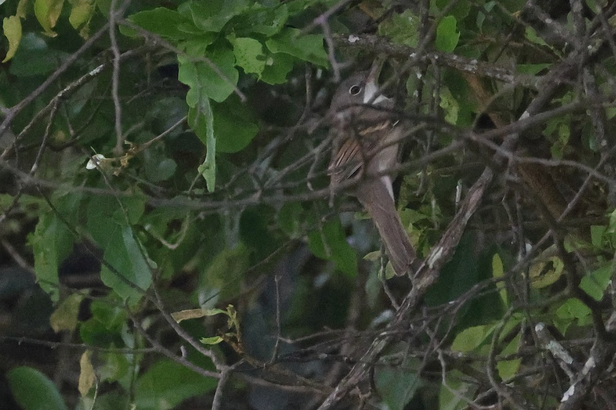 Greater Whitethroat - ML645942209