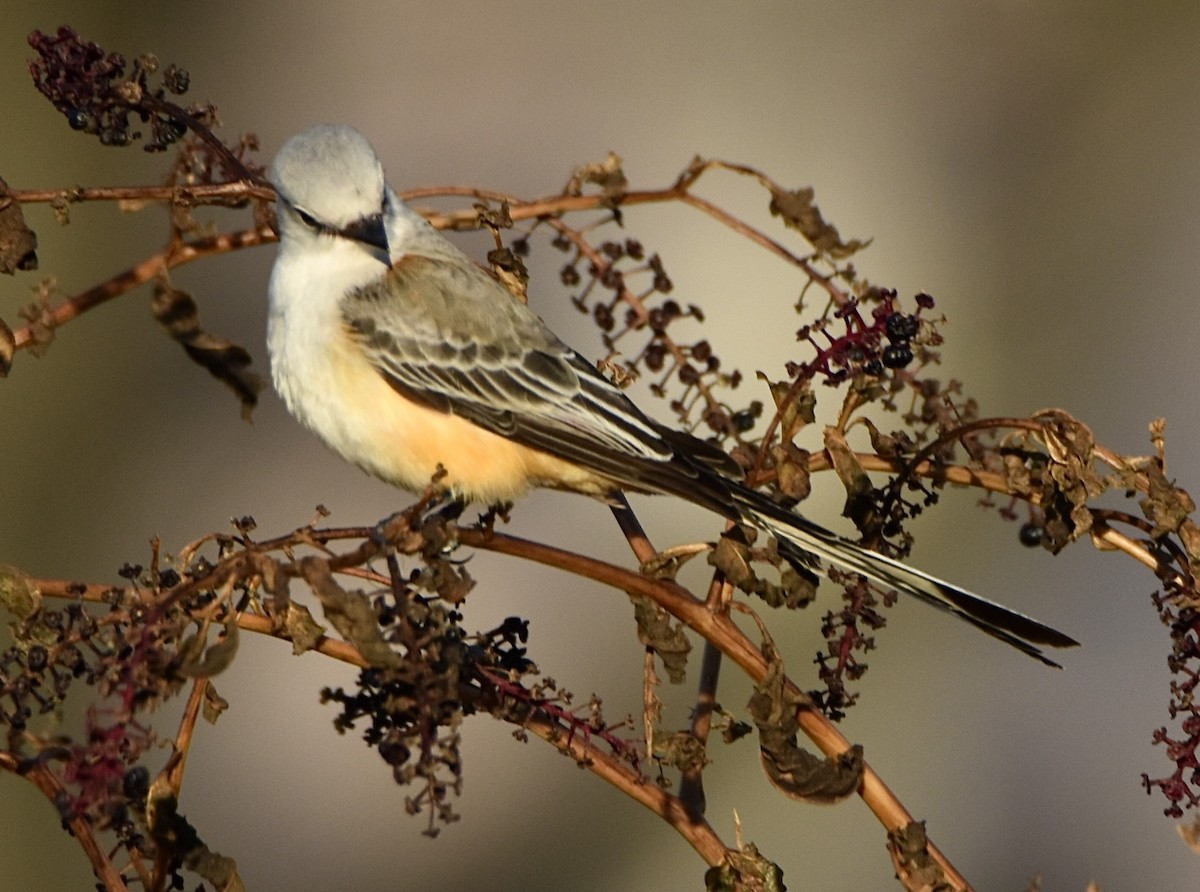 Scissor-tailed Flycatcher - ML645942212