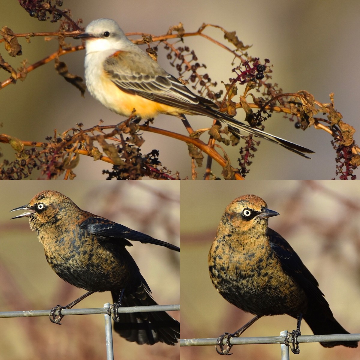 Scissor-tailed Flycatcher - ML645942213