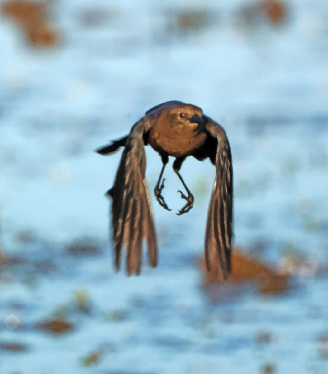 Brewer's Blackbird - ML645942214