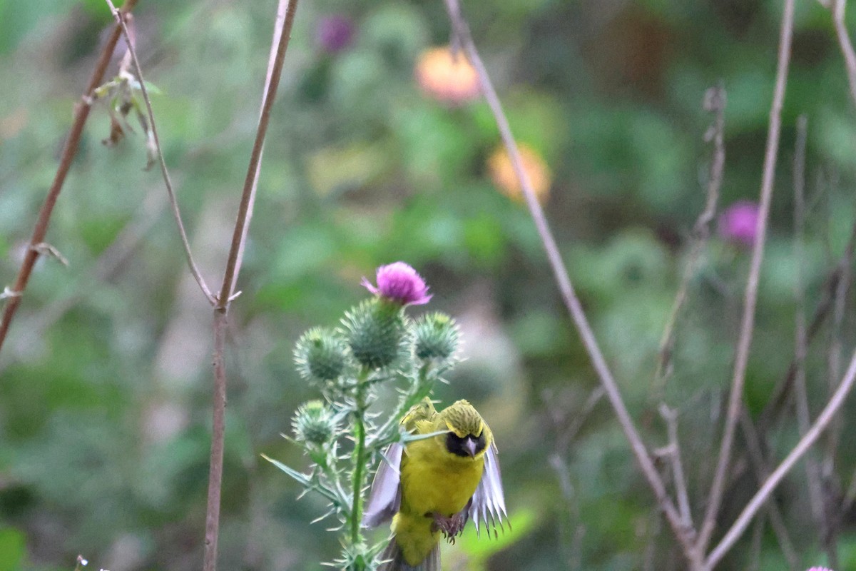 African Citril - ML645942215