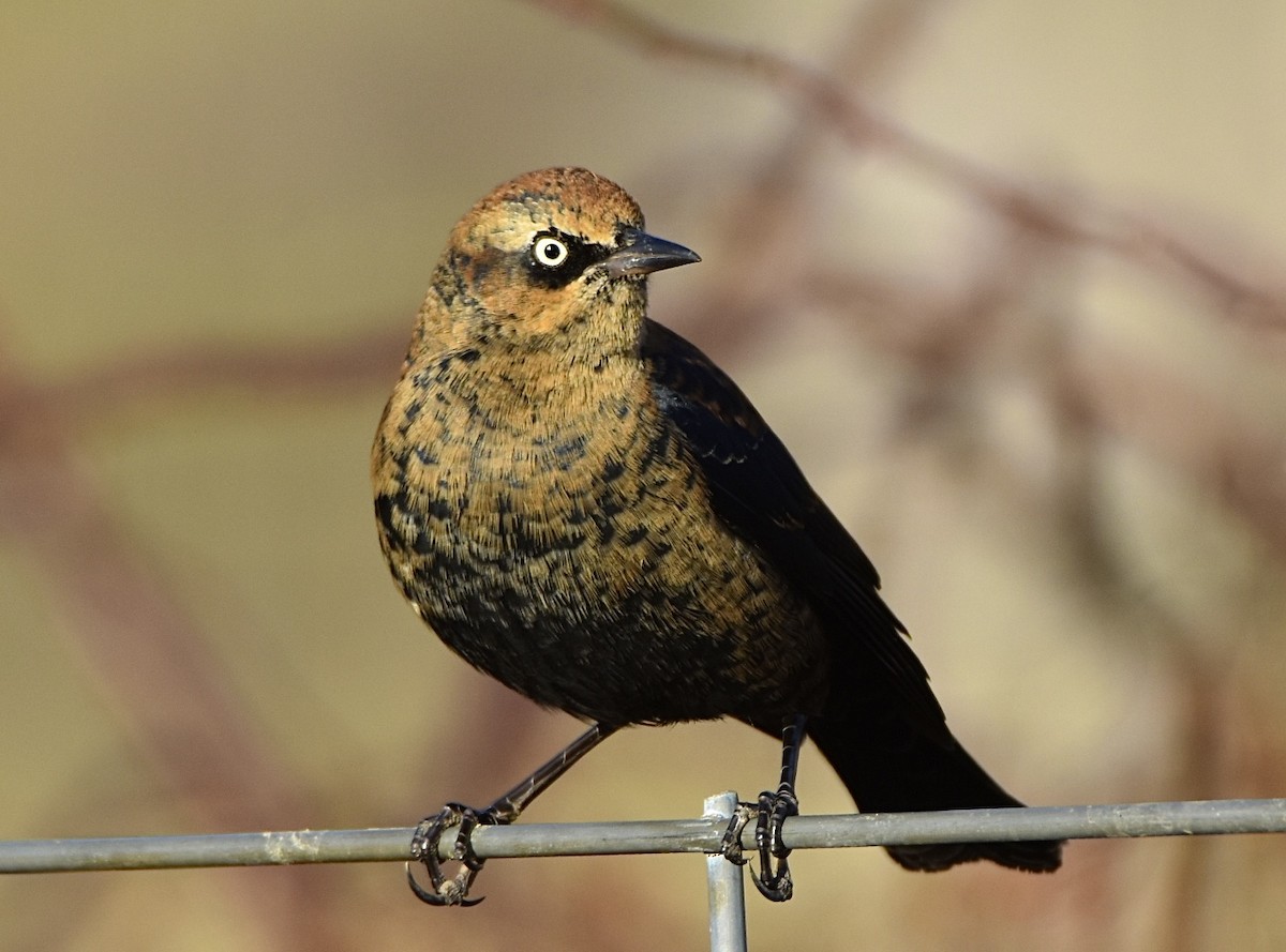 Rusty Blackbird - ML645942217