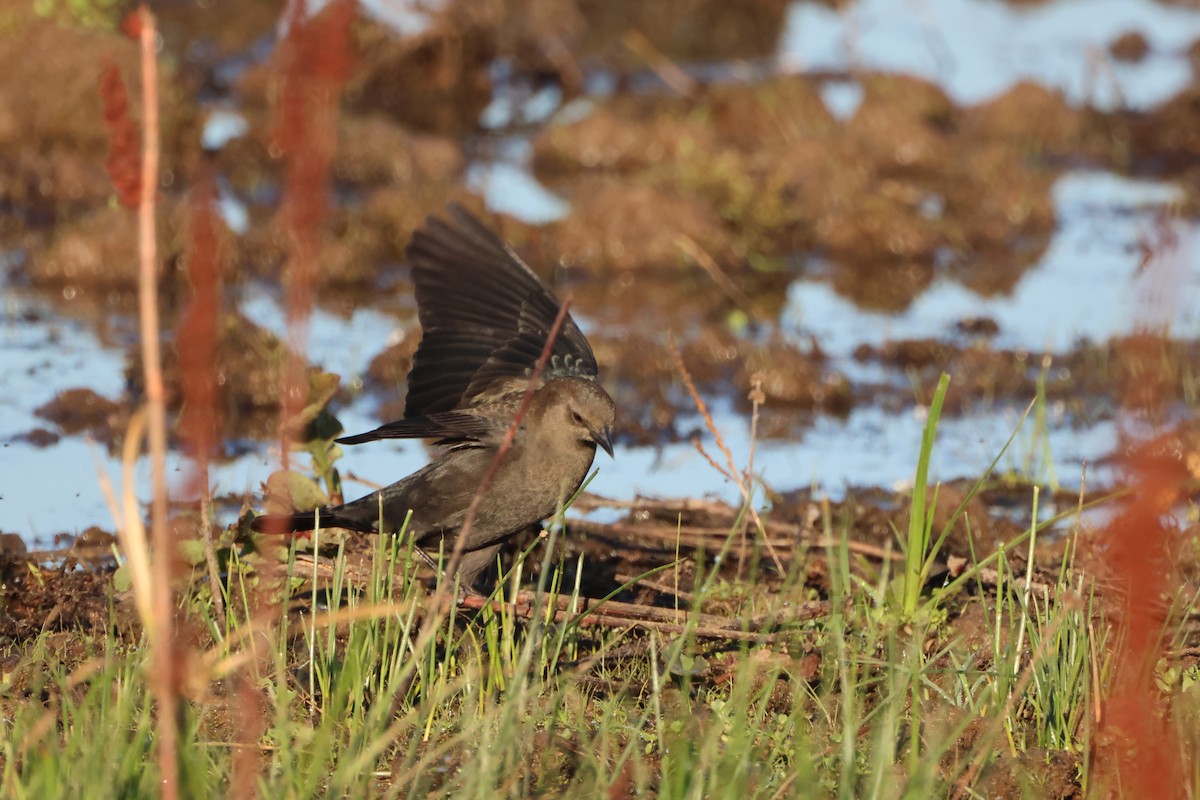 Brewer's Blackbird - ML645942218