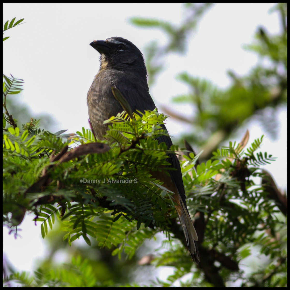 Cinnamon-bellied Saltator - ML645942220