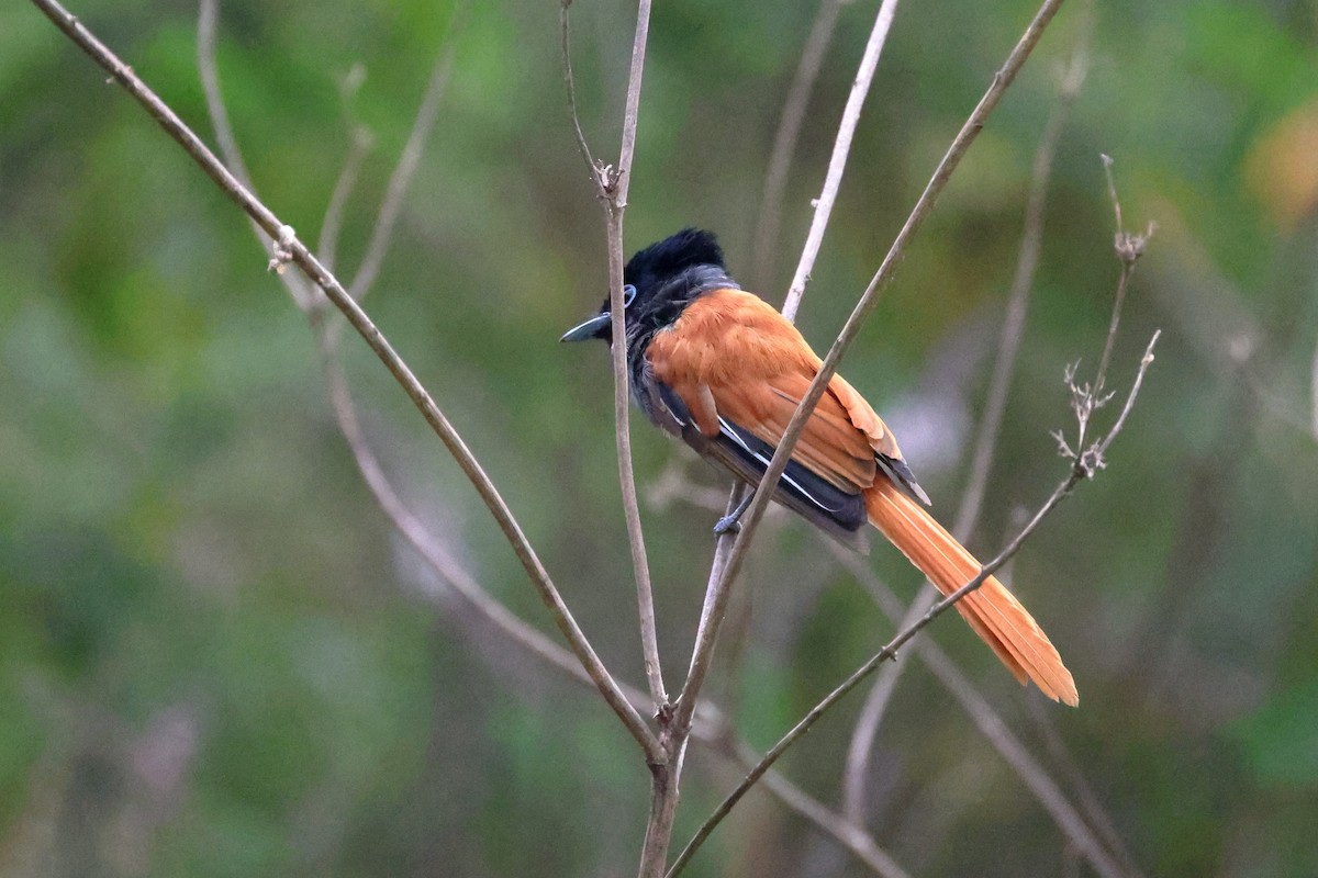 African Paradise-Flycatcher - ML645942221