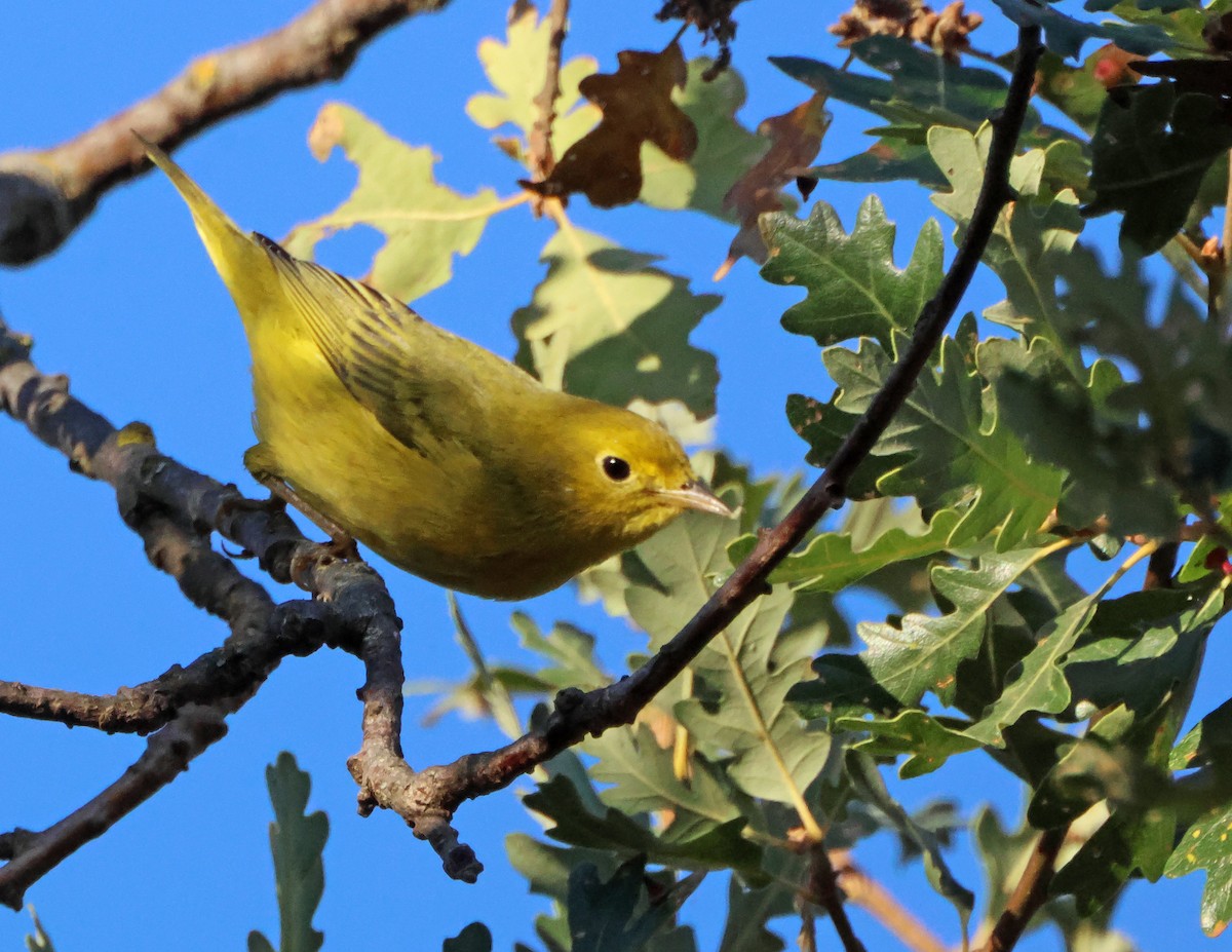 Northern Yellow Warbler - ML645942243