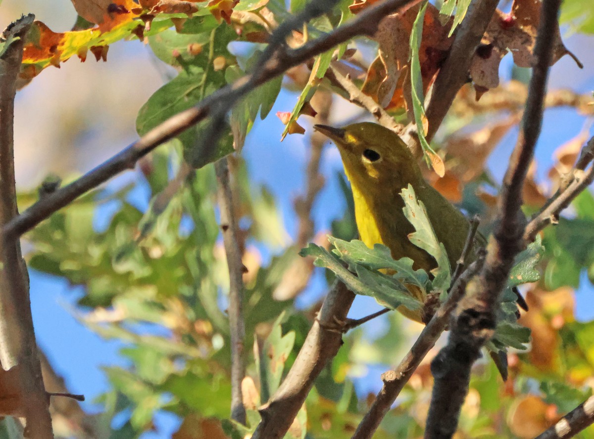 Sarı Ötleğen - ML645942247