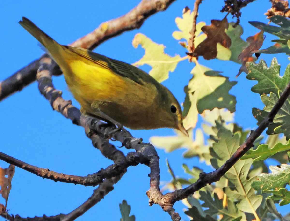 Sarı Ötleğen - ML645942249