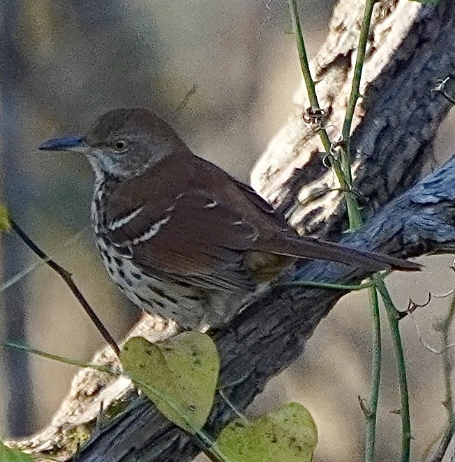 דשוש חום - ML645942251