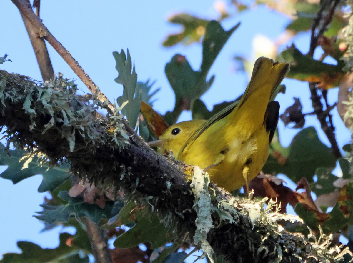 Sarı Ötleğen - ML645942253