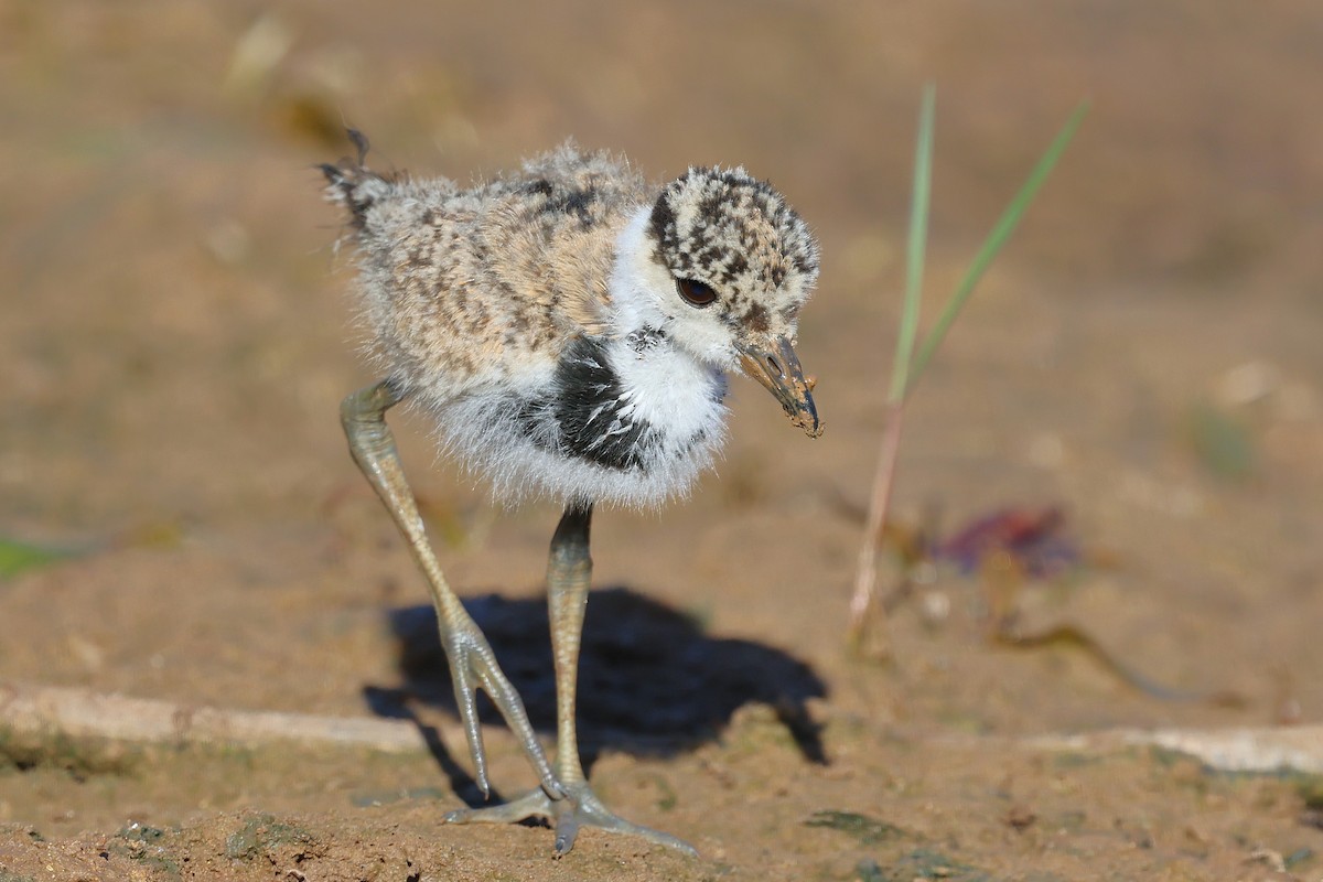 Vanneau à éperons - ML645942255