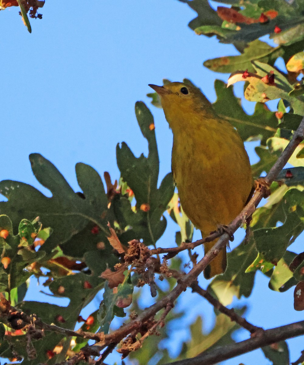 Sarı Ötleğen - ML645942256