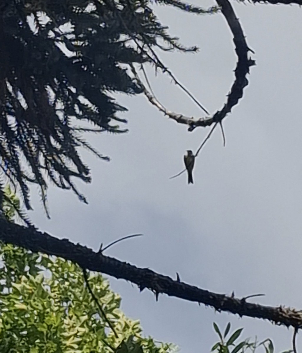 Tropical Kingbird - ML645942257