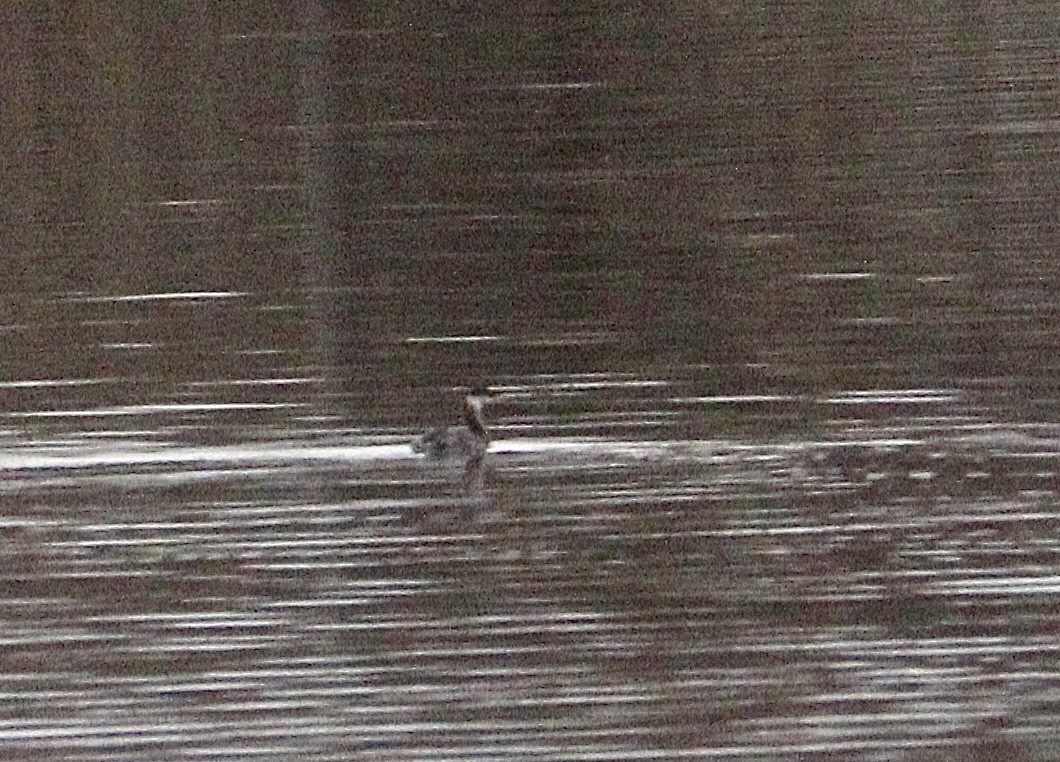 Red-necked Grebe - ML645942266