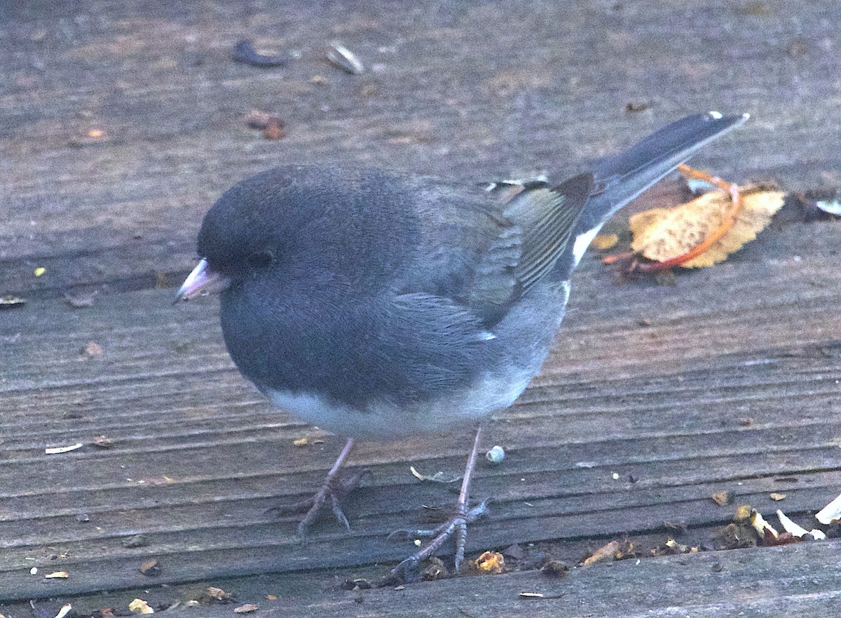Dark-eyed Junco (Slate-colored) - ML645942267