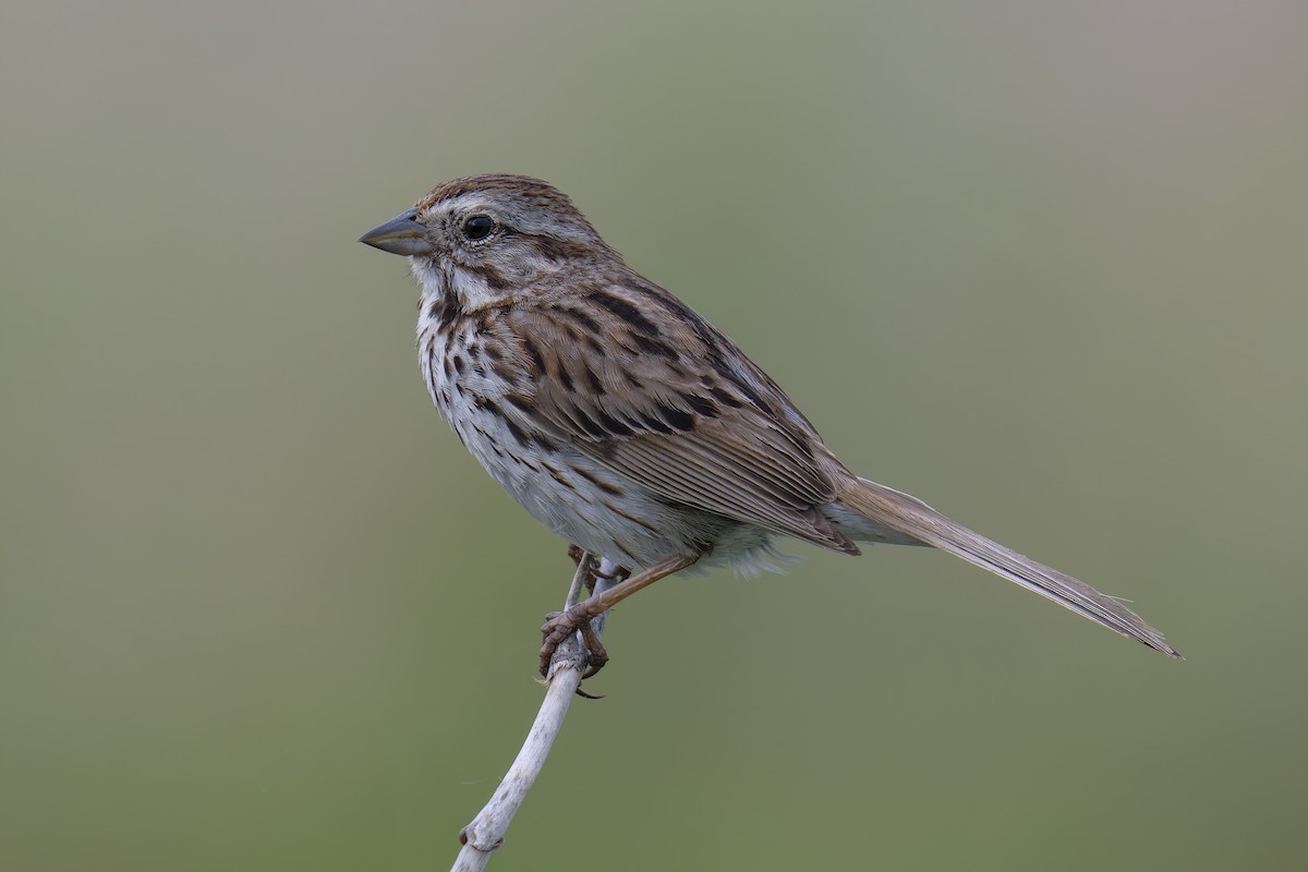 Song Sparrow - ML645942268