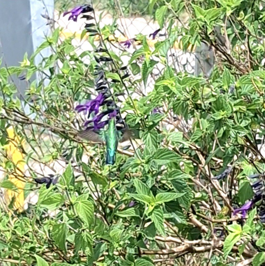 Glittering-bellied Emerald - ML645942270