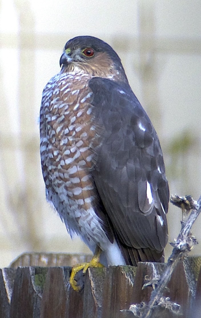 Sharp-shinned Hawk (Northern) - ML645942279