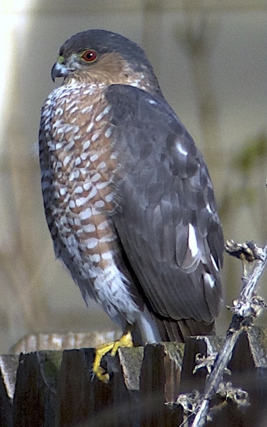 Sharp-shinned Hawk (Northern) - ML645942281