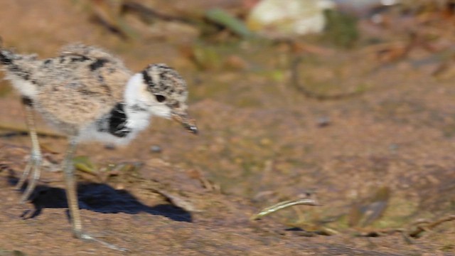 Vanneau à éperons - ML645942282