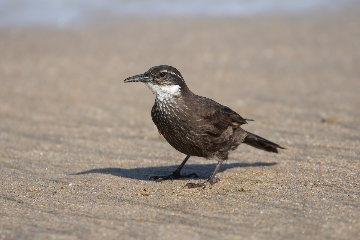 Водяная трясохвостка - ML645942305