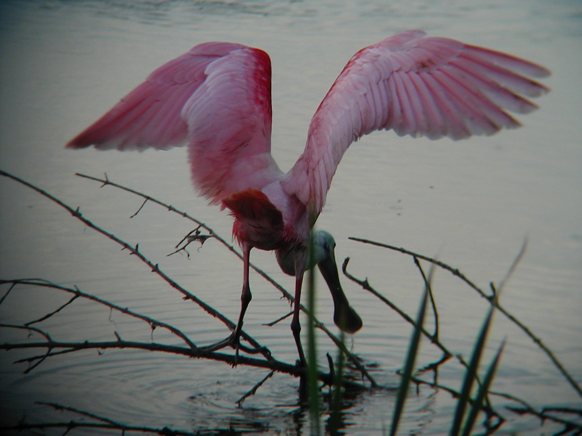 Espátula Rosada - ML645942310