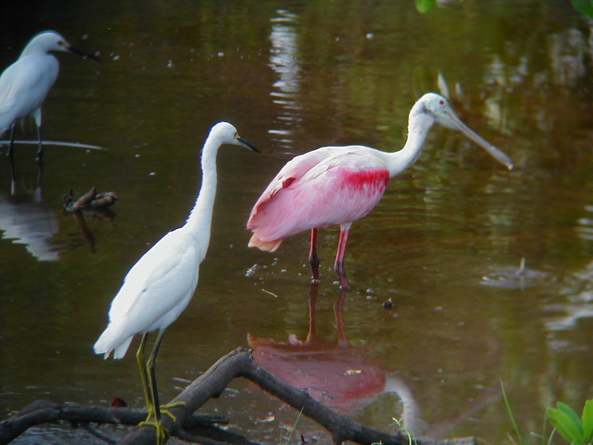 Espátula Rosada - ML645942311