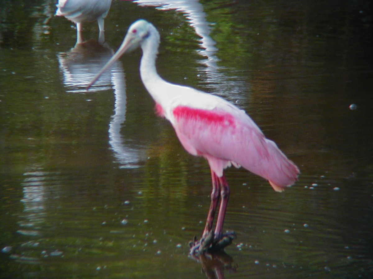Espátula Rosada - ML645942312