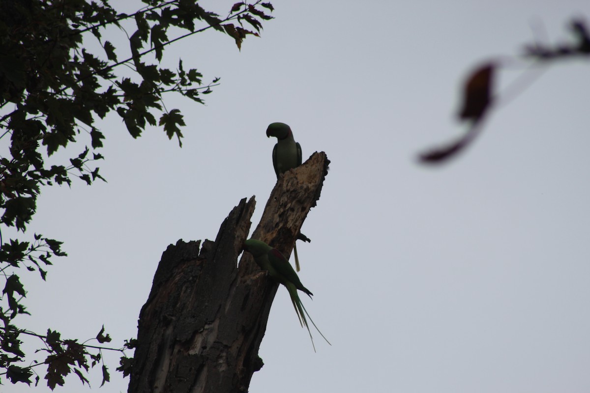 Alexandrine Parakeet - ML645942313