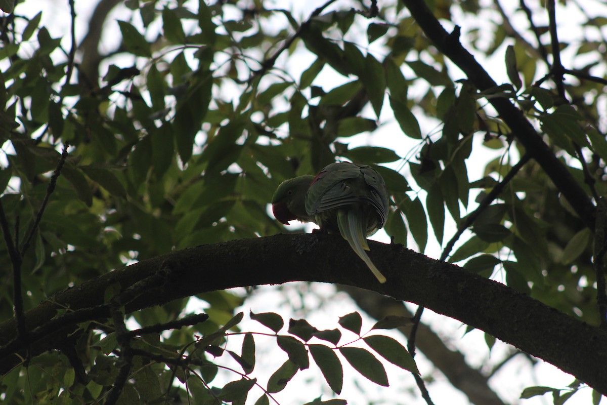 Alexandrine Parakeet - ML645942314