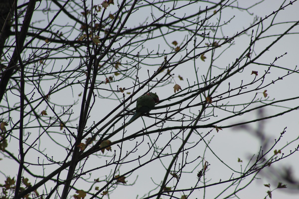 Alexandrine Parakeet - ML645942315