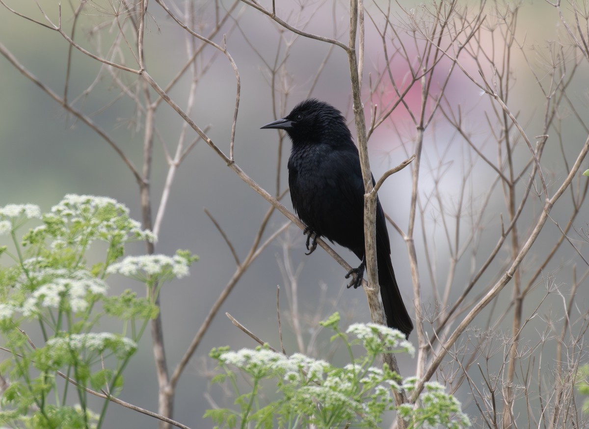 Austral Blackbird - ML645942324