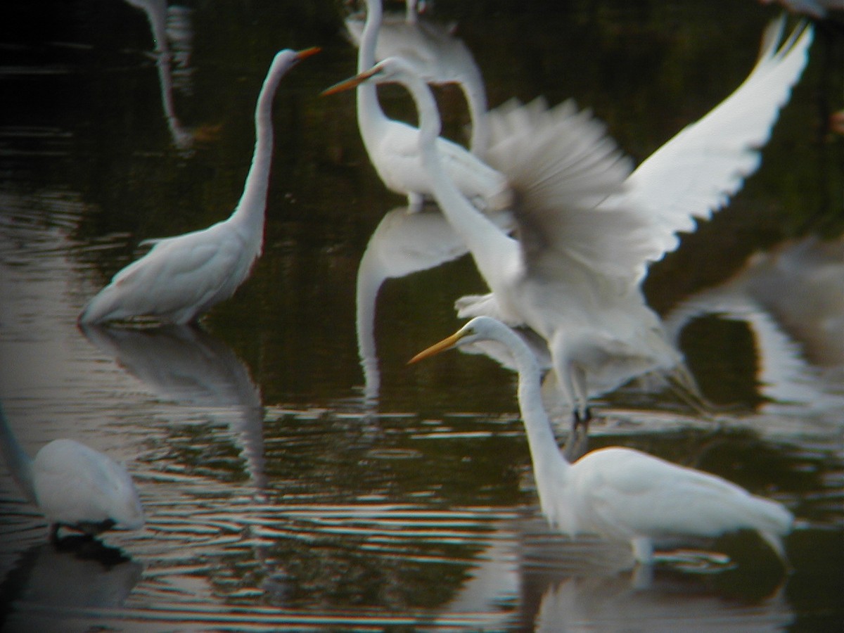 volavka bílá - ML645942325