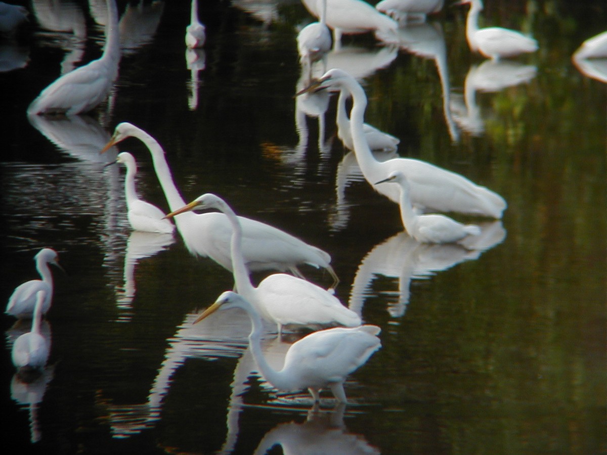 volavka bílá - ML645942326