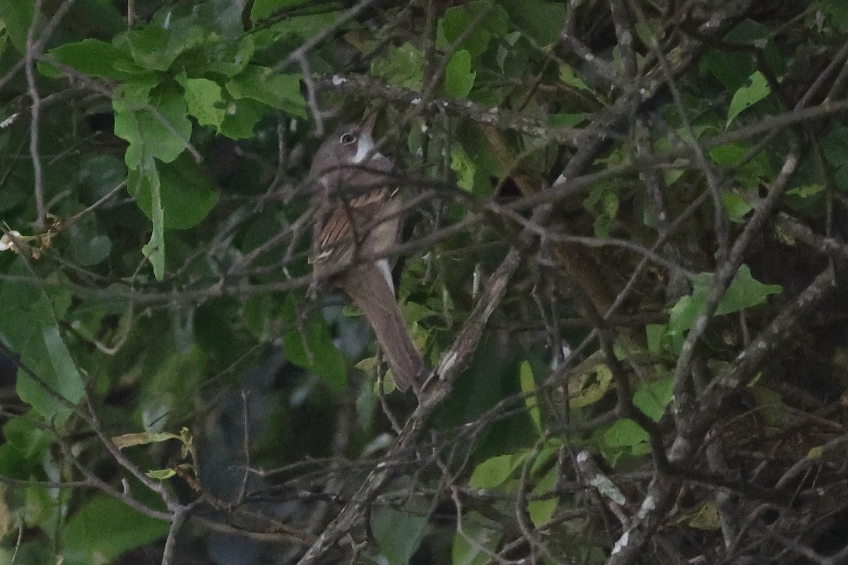 Greater Whitethroat - ML645942332