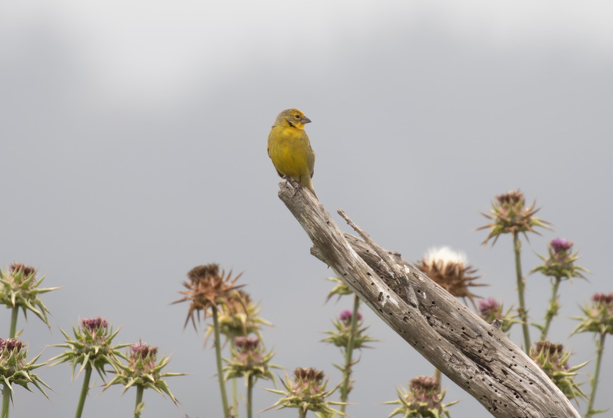 Grassland Yellow-Finch - ML645942333