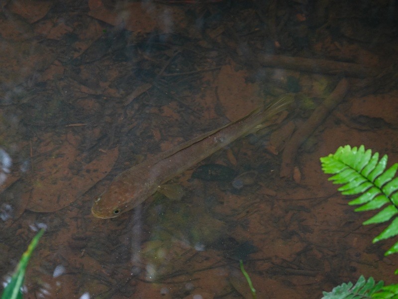 Snakehead Murrel - ML645942334