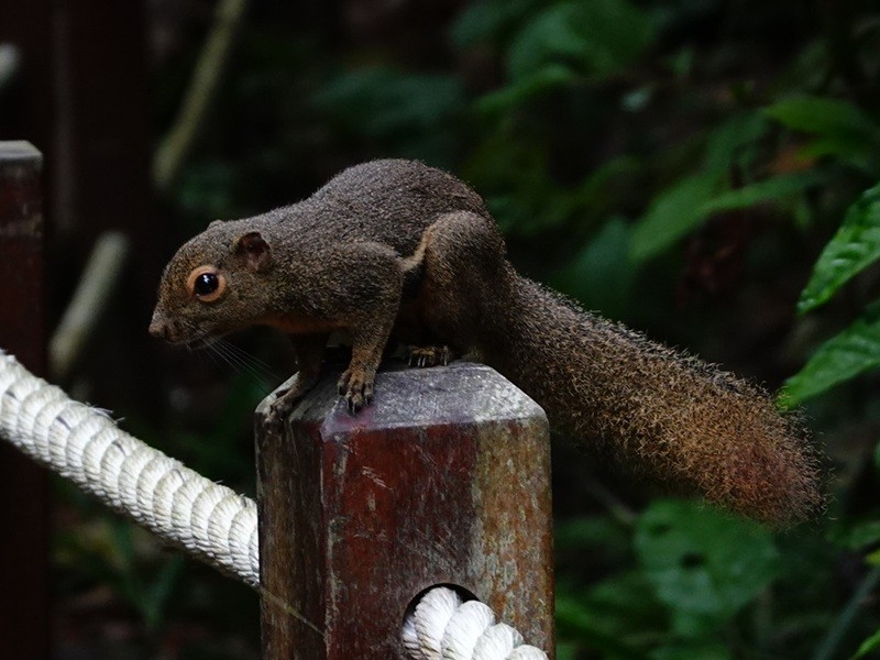 Plantain Squirrel - ML645942335