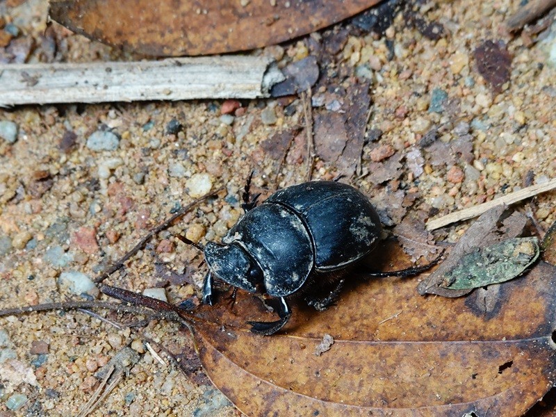 Molossus Dung Beetle - ML645942336