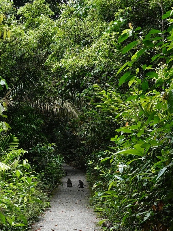 Long-tailed Macaque - ML645942337